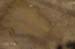 SF012905064